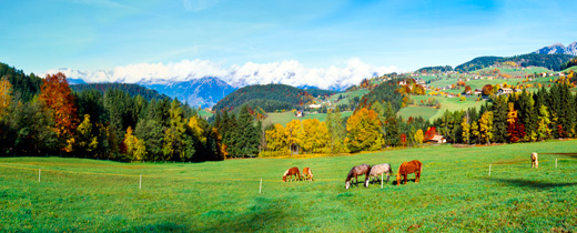 Haflinger Pferde